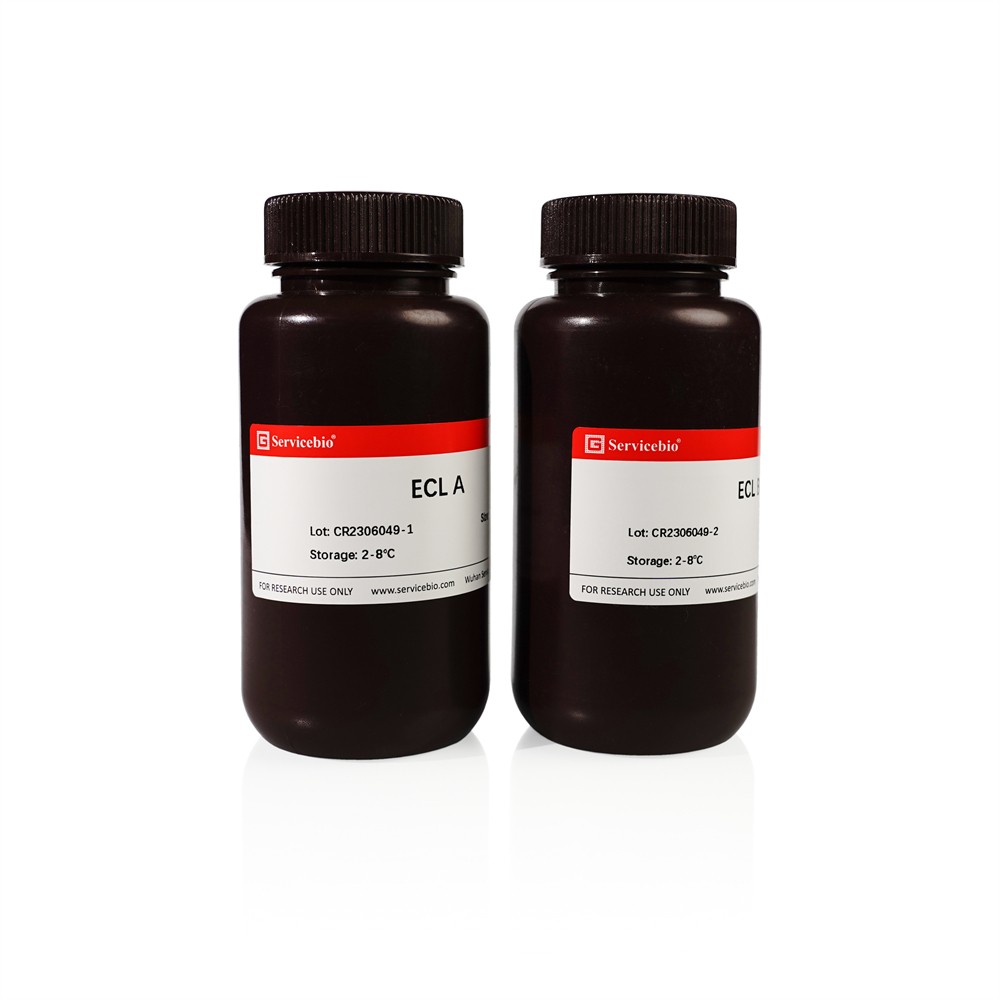 ECL Chemiluminescence Kit