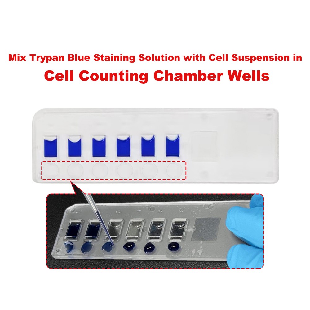 Cell Counting Chamber CCB-6