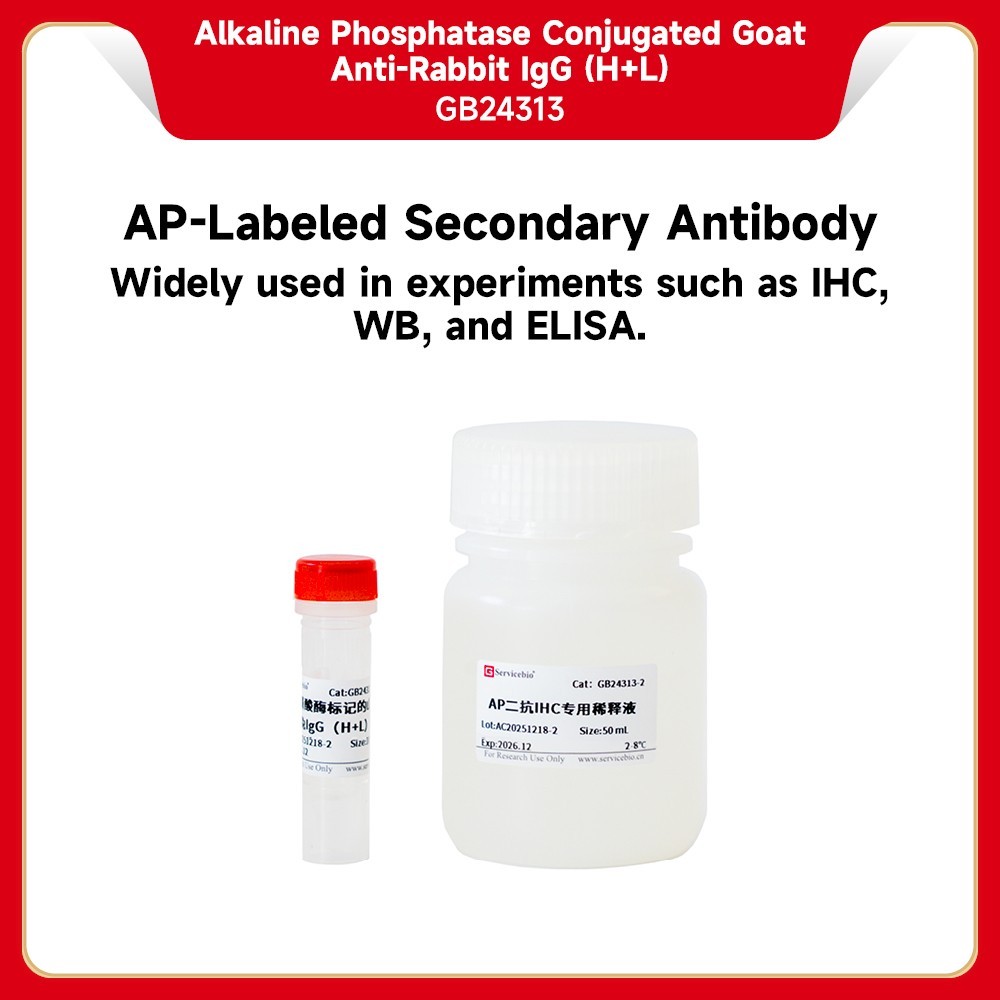 Alkaline Phosphatase Conjugated Goat Anti-Rabbit IgG (H+L）
