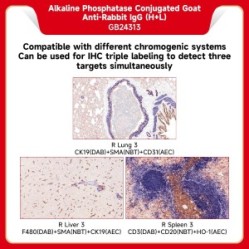 Alkaline Phosphatase Conjugated Goat Anti-Rabbit IgG (H+L）