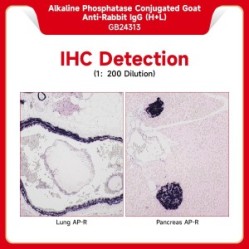 Alkaline Phosphatase Conjugated Goat Anti-Rabbit IgG (H+L）