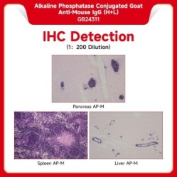Alkaline Phosphatase Conjugated Goat Anti-Mouse IgG (H+L）