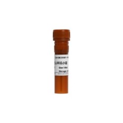 Alexa Fluor® 488-conjugated Goat Anti-Mouse IgG (H+L)