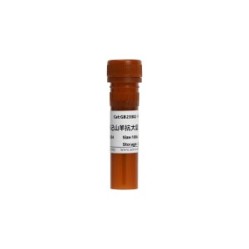 Peroxidase-conjugated Goat Anti Rat IgG(H+L)