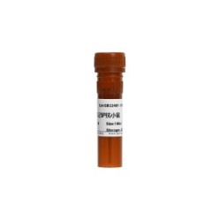 FITC Conjugated Donkey Anti-Mouse IgG (H+L)