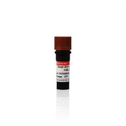 Goat Anti-Mouse IgG H&L (HRP)