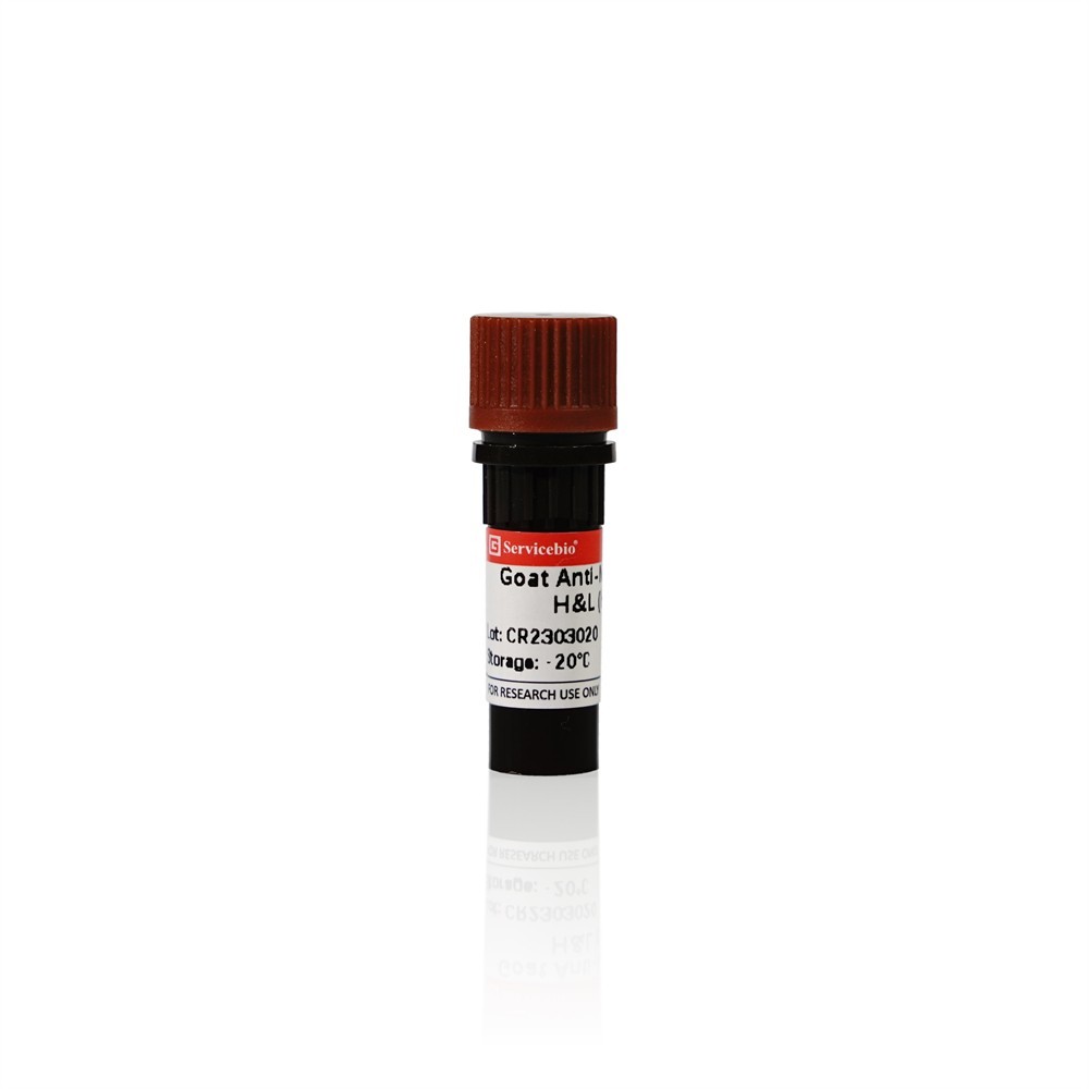 Goat Anti-Mouse IgG H&L (HRP)