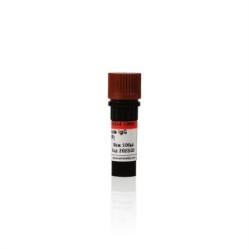 Goat Anti-Mouse IgG H&L (HRP)