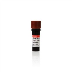 Goat Anti-Rabbit IgG H&L (HRP)