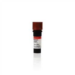 Goat Anti-Rabbit IgG H&L (HRP)