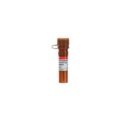 Cy3 Conjugated Goat Anti-mouse IgG (H+L）