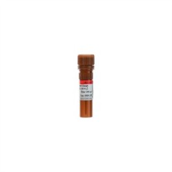 Cy3 Conjugated Goat Anti-mouse IgG (H+L）