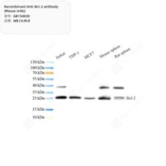 Recombinant Anti-Bcl-2...