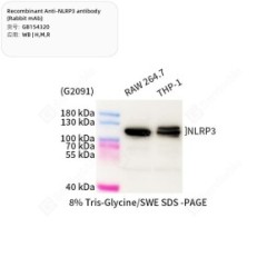 Recombinant Anti-NLRP3 antibody (Rabbit mAb)
