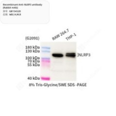 Recombinant Anti-NLRP3...