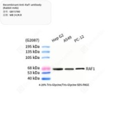 Recombinant Anti-Raf1...
