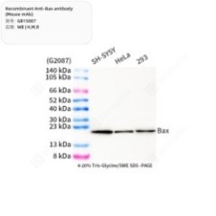 Recombinant Anti-Bax...