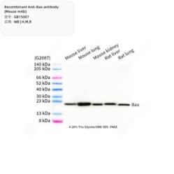 Recombinant Anti-Bax antibody (Mouse mAb)