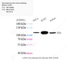 Recombinant Anti-ALIX antibody (Mouse mAb)