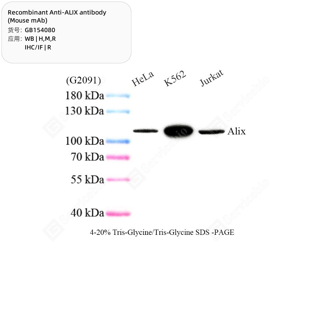Recombinant Anti-ALIX antibody (Mouse mAb)