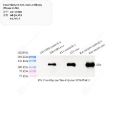 Recombinant Anti-ALIX antibody (Mouse mAb)
