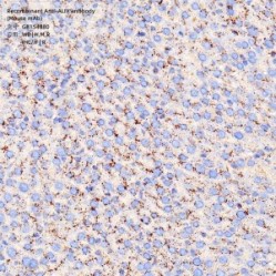 Recombinant Anti-ALIX antibody (Mouse mAb)