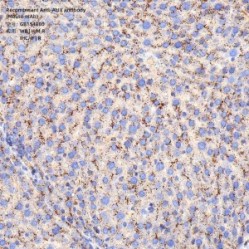 Recombinant Anti-ALIX antibody (Mouse mAb)