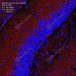 Recombinant Anti-ALIX antibody (Mouse mAb)