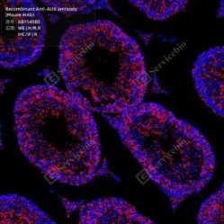 Recombinant Anti-ALIX antibody (Mouse mAb)