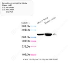Recombinant Anti-ALIX antibody (Mouse mAb)