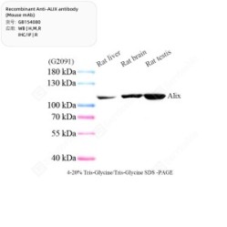 Recombinant Anti-ALIX antibody (Mouse mAb)