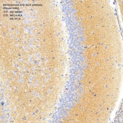 Recombinant Anti-ALIX antibody (Mouse mAb)