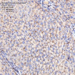 Recombinant Anti-ALIX antibody (Mouse mAb)