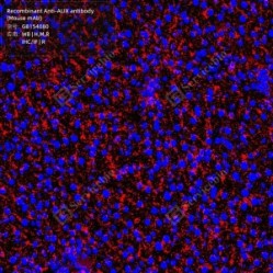 Recombinant Anti-ALIX antibody (Mouse mAb)