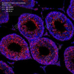 Recombinant Anti-ALIX antibody (Mouse mAb)