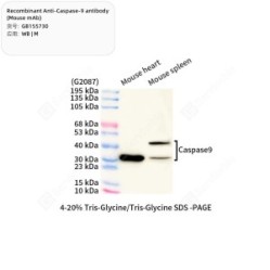 Recombinant Anti-Caspase-9 antibody (Mouse mAb)