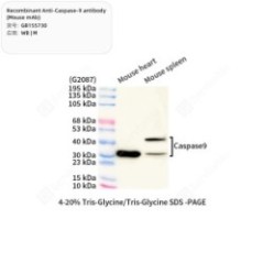Recombinant Anti-Caspase-9...