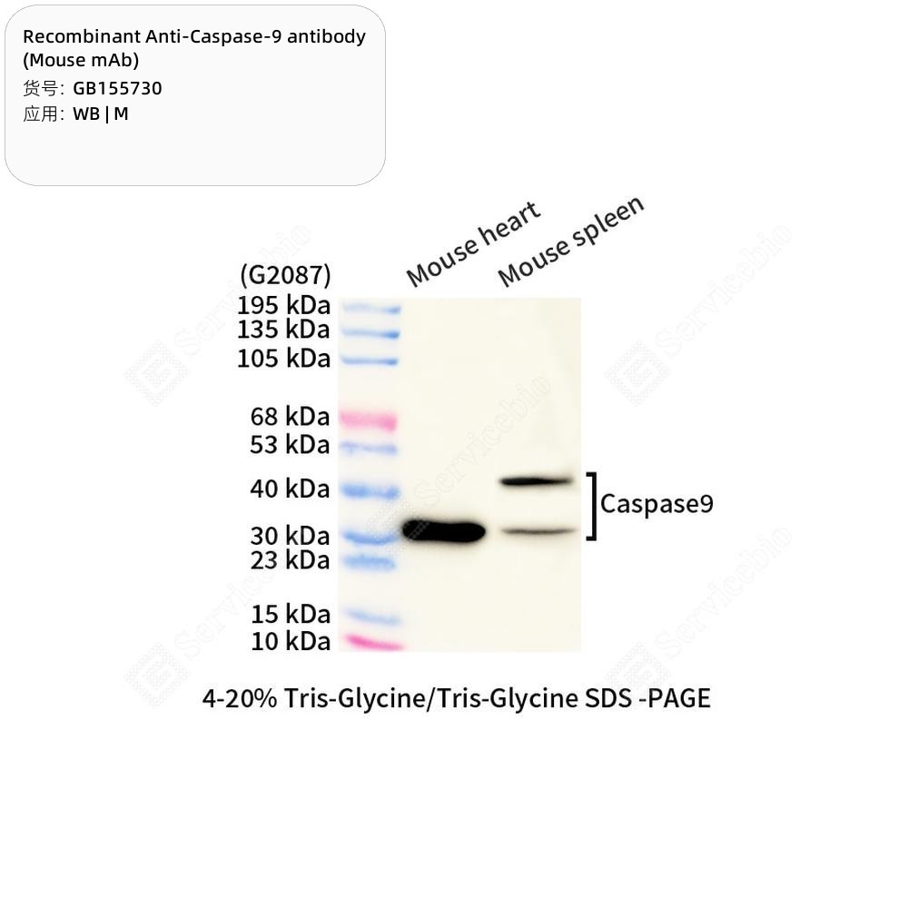 Recombinant Anti-Caspase-9 antibody (Mouse mAb)
