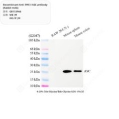 Recombinant Anti-TMS1/ASC...