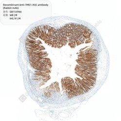 Recombinant Anti-TMS1/ASC antibody (Rabbit mAb)