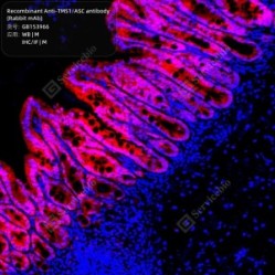 Recombinant Anti-TMS1/ASC antibody (Rabbit mAb)