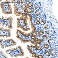 Recombinant Anti-TMS1/ASC antibody (Rabbit mAb)