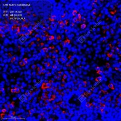 Anti-NLRP3 Rabbit pAb