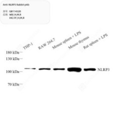 Anti-NLRP3 Rabbit pAb