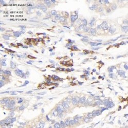 Anti-NLRP3 Rabbit pAb