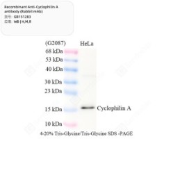 Recombinant Anti-Cyclophilin A antibody (Rabbit mAb)
