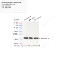Recombinant Anti-Cyclophilin A antibody (Rabbit mAb)