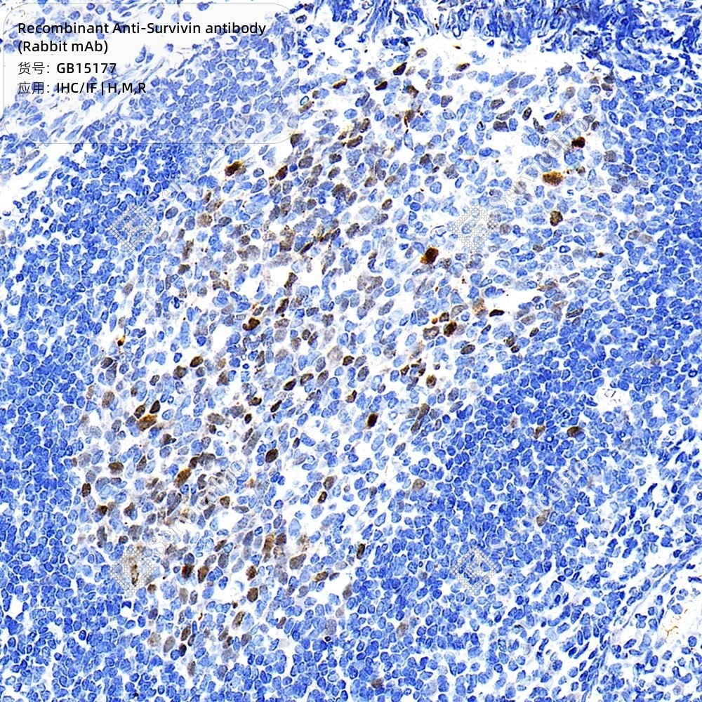 Recombinant Anti-Survivin antibody (Rabbit mAb)