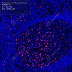 Recombinant Anti-Survivin antibody (Rabbit mAb)