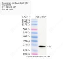 Recombinant Anti-Bax antibody (HRP Conjugated)